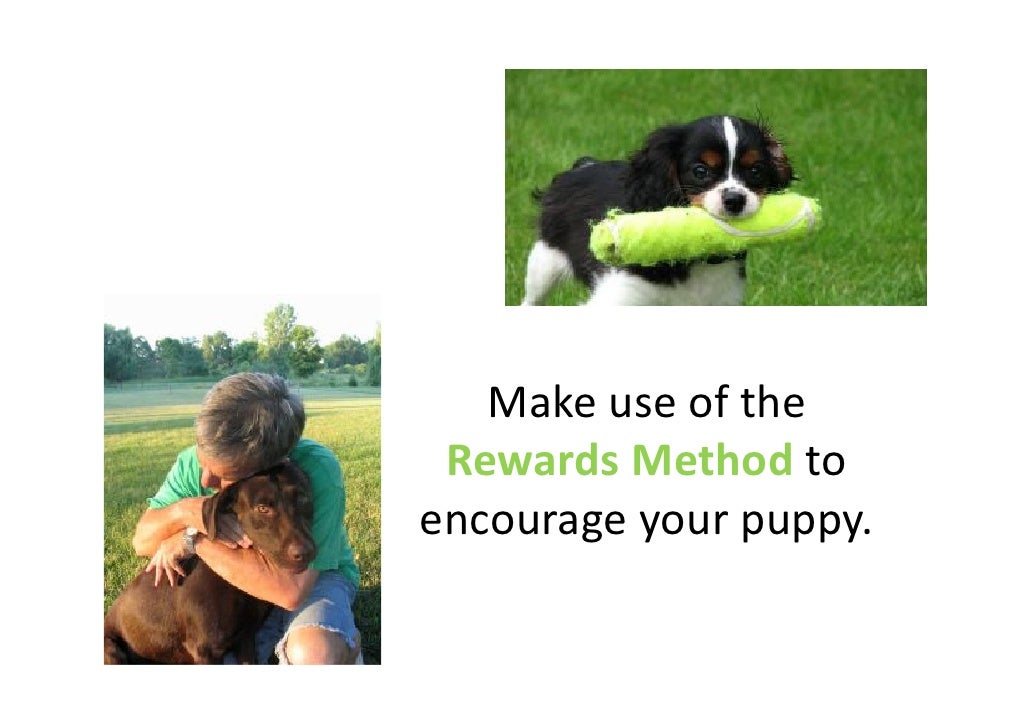 when is a no longer a puppy potty is no longer a chore when is a no longer a puppy potty is no longer a chore