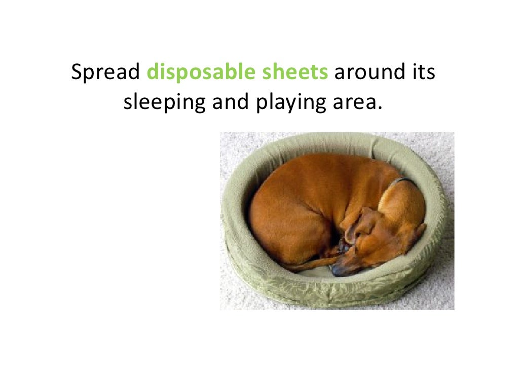 when is a no longer a puppy potty is no longer a chore when is a no longer a puppy potty is no longer a chore