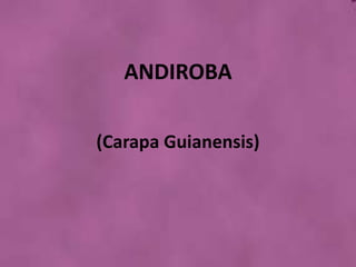 ANDIROBA (Carapa Guianensis) 