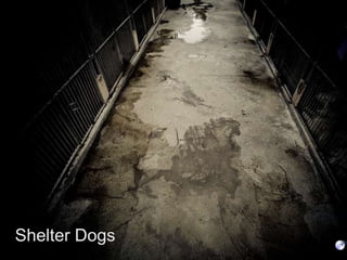 Shelter Dogs
 