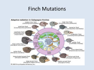 Mutations | PPTX