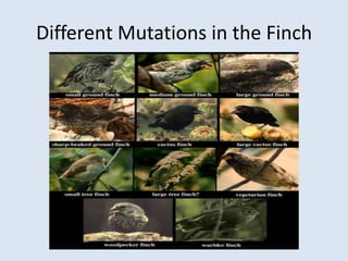 Mutations | PPTX