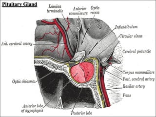 Table 1: Relationship Among Hypothalamic, Pituitary, and Feedback Hormones and Target GlandsACTH, adrenocorticotropic hormone; ADH, antidiuretic hormone; CRH, corticotropin-releasing hormone; E2, estradiol; GHRH, growth hormone–releasing hormone; IGF-1, interleukin growth factor 1; LHRH, luteinizing hormone–releasing hormone; PIF, prolactin release inhibitory factor; SMS, somatostatin; T, testosterone; T3, triiodothyronine; T4, thyroxine; TRH, thyrotropin-releasing hormone.Antidiuretic hormone (ADH, vasopressin) is produced by the supraoptic and paraventricular nuclei of the hypothalamus and travel in the axons through the pituitary stalk to the posterior pituitary gland. The chief physiologic stimulus of ADH secretion is an increase in serum osmolality and a decrease in plasma volume, resulting in water reabsorption at the level of the distal collecting ducts of the kidneys. Small increments in serum osmolality, more than 290 mOsm/kg, lead to a prompt secretion of ADH.