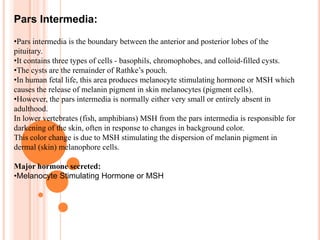 It is a complex structure formed of ectodermic growth of the mouth cavity and down growth of the infandibulum.Structure of Pituitary Gland:Structurally, the pituitary gland is divided into a larger frontal region (adenohypophysis) and a smaller posterior region (neurohypophysis). 