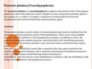 The gland is connected to a region of the brain called the hypothalamus by the pituitary stalk. Directly above the pituitary gland and in front of the pituitary stalk are the crossing fibers of the optic nerves, called the optic chiasm. 