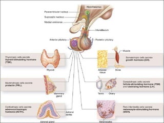  Anterior pituitary (Adenohypophysis):A major organ of the endocrine system, the anterior pituitary, also called the adenohypophysis, is the glandular, anterior lobe of the pituitary gland.