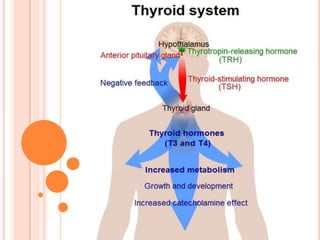 Its regulatory functions are achieved through the secretion of various peptide hormones that act on target organs including the adrenal gland, liver, bone, thyroid gland, and gonads. 