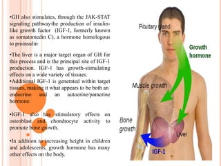 Pars tuberalis The pars tuberalis, or "tubular part", forms a sheath extending up from the pars distalis and wrapping around the pituitary stalk. Its function is poorly understood. 