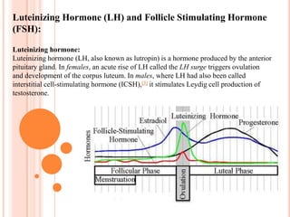 The connecting stalk between the hypothalamus and the lobes of the pituitary gland, the infundibulum, carries the hormones of the posterior pituitary from nuclei in the hypothalamus. 