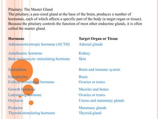 It is a protrusion off the bottom of the hypothalamus at the base of the brain, and rests in a small, bony cavity (sella turcica) covered by a dural fold (diaphragm sellae). 