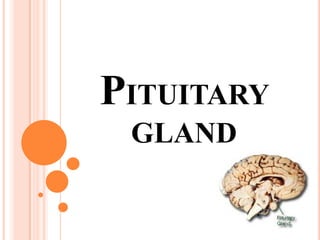PITUITARY GLAND,[object Object]