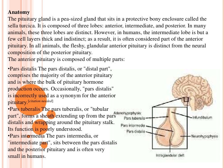 Pituitary Gland