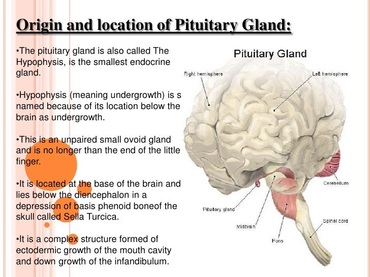 Pituitary Gland