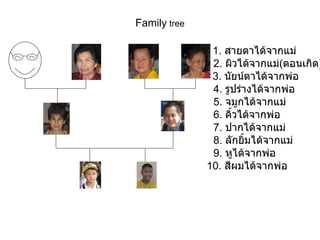 Family  tree 1 .  สายตาได้จากแม่    2 .  ผิวได้จากแม่ ( ตอนเกิด )   3 .  นัยน์ตาได้จากพ่อ    4 .  รูปร่างได้จากพ่อ    5 .  จมูกได้จากแม่    6 .  คิ้วได้จากพ่อ    7 .  ปากได้จากแม่    8 .  ลักยิ้มได้จากแม่    9 .  หูได้จากพ่อ 10 .  สีผมได้จากพ่อ  