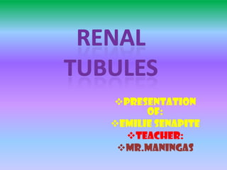 renal tubules ,[object Object]