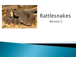 Rattlesnakes Weston S 