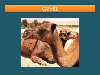 CAMEL 