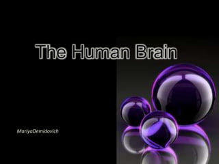 The Human Brain MariyaDemidovich 