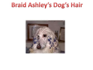 Braid Ashley’s Dog’s Hair
