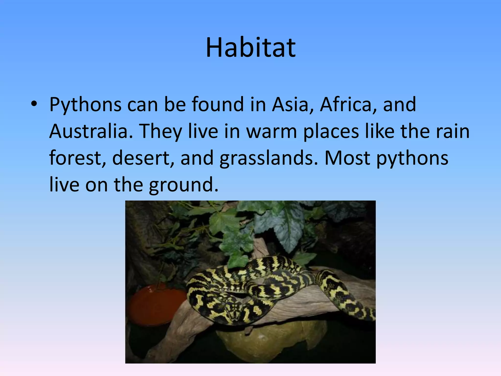 Habitat Pythons can be found in Asia, Africa, and Australia. They live in warm places like the rain forest, desert, and grasslands. Most pythons live on the ground.   