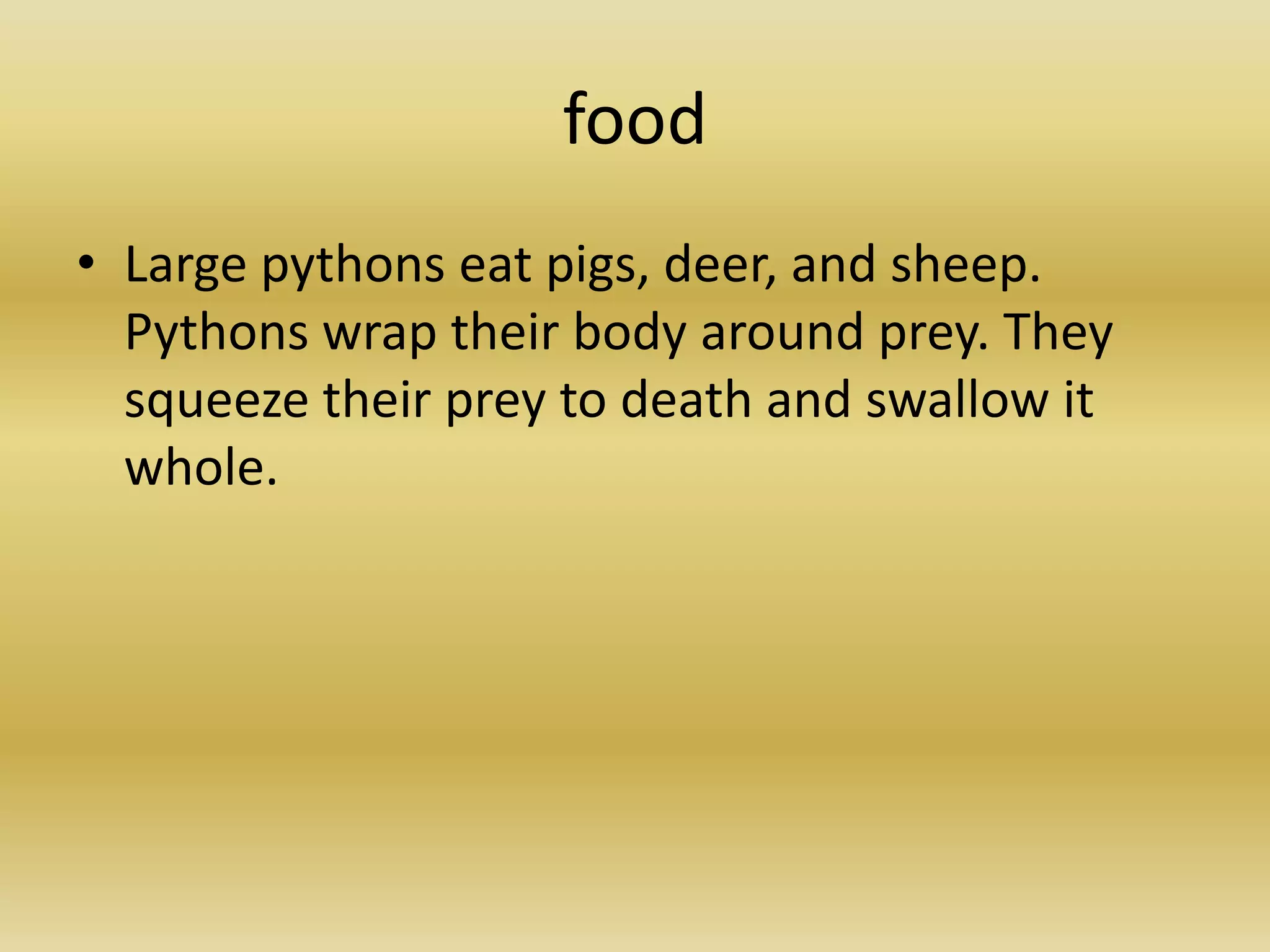 foodLarge pythons eat pigs, deer, and sheep. Pythons wrap their body around prey. They squeeze their prey to death and swallow it whole. 