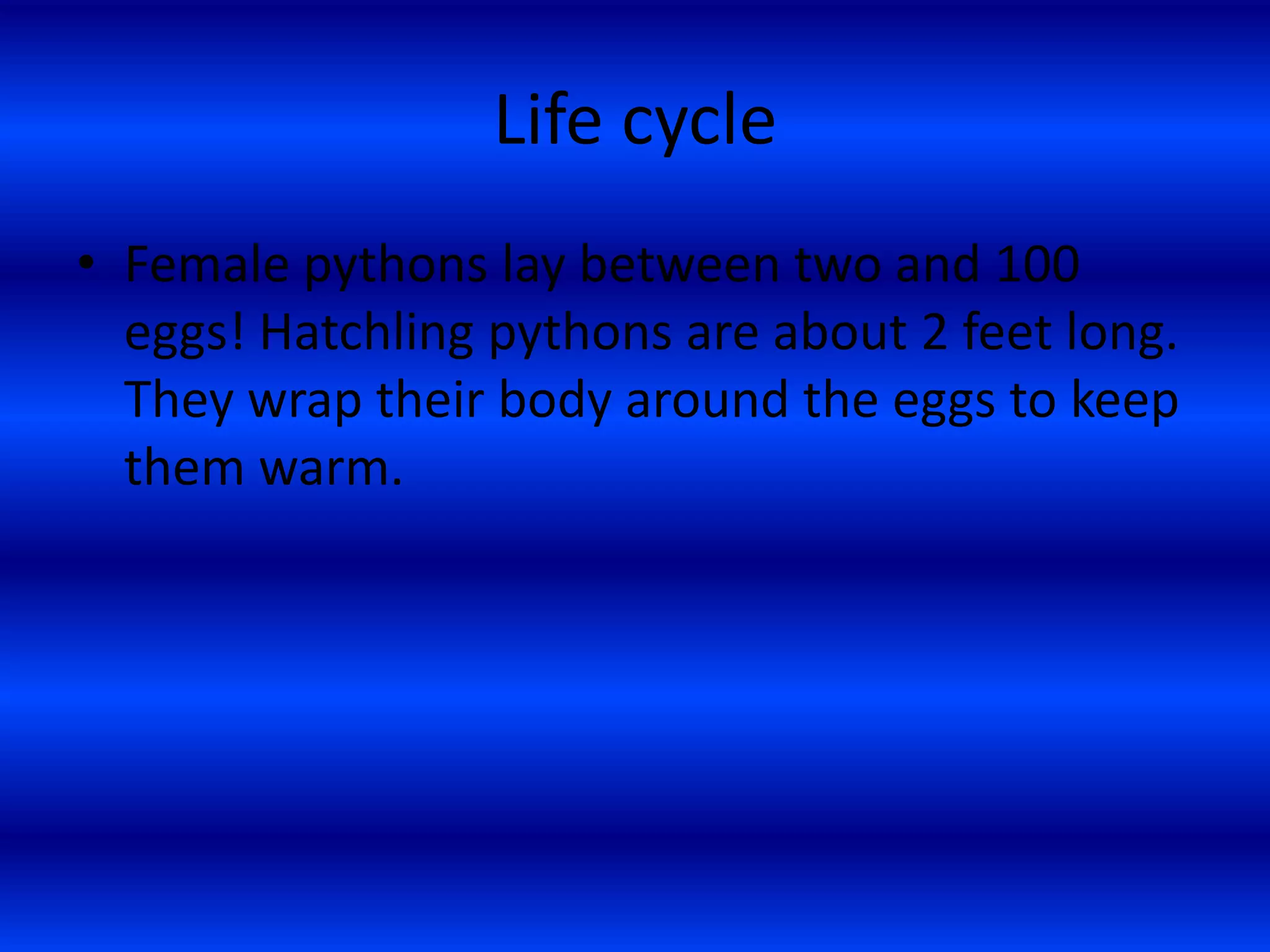 Life cycleFemale pythons lay between two and 100 eggs! Hatchling pythons are about 2 feet long. They wrap their body around the eggs to keep them warm.