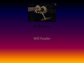 Pythons Will Fowler 