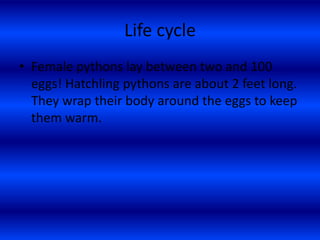 Pythons | PPTX