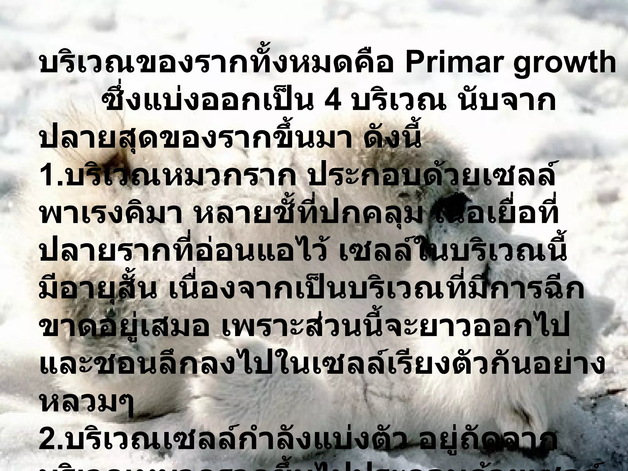 บริเวณของรากทั้งหมดคือ  Primar growth ซึ่งแบ่งออกเป็น  4  บริเวณ นับจากปลายสุดของรากขึ้นมา ดังนี้ 1. บริเวณหมวกราก ประกอบด้วยเซลล์ พาเรงคิมา หลายชั้ที่ปกคลุม เนื้อเยื่อที่ปลายรากที่อ่อนแอไว้ เซลล์ในบริเวณนี้มีอายุสั้น เนื่องจากเป็นบริเวณที่มีการฉีกขาดอยู่เสมอ เพราะส่วนนี้จะยาวออกไปและชอนลึกลงไปในเซลล์เรียงตัวกันอย่างหลวมๆ 2. บริเวณเซลล์กำลังแบ่งตัว อยู่ถัดจากบริเวณหมวกรากขึ้นไปประกอบด้วยเซลล์ของเนื้อเยื่อเจริญบริเวณปลายราก เซลล์มีขนาดเล็กมีผนังเซลล์บาง ในแต่ละเซลล์จะมีโพรโทพลาซึมเข้มข้นและมีปริมาณมาก เป็นบริเวณที่มีการแบ่งเซลล์แบบไมโทซิส 
