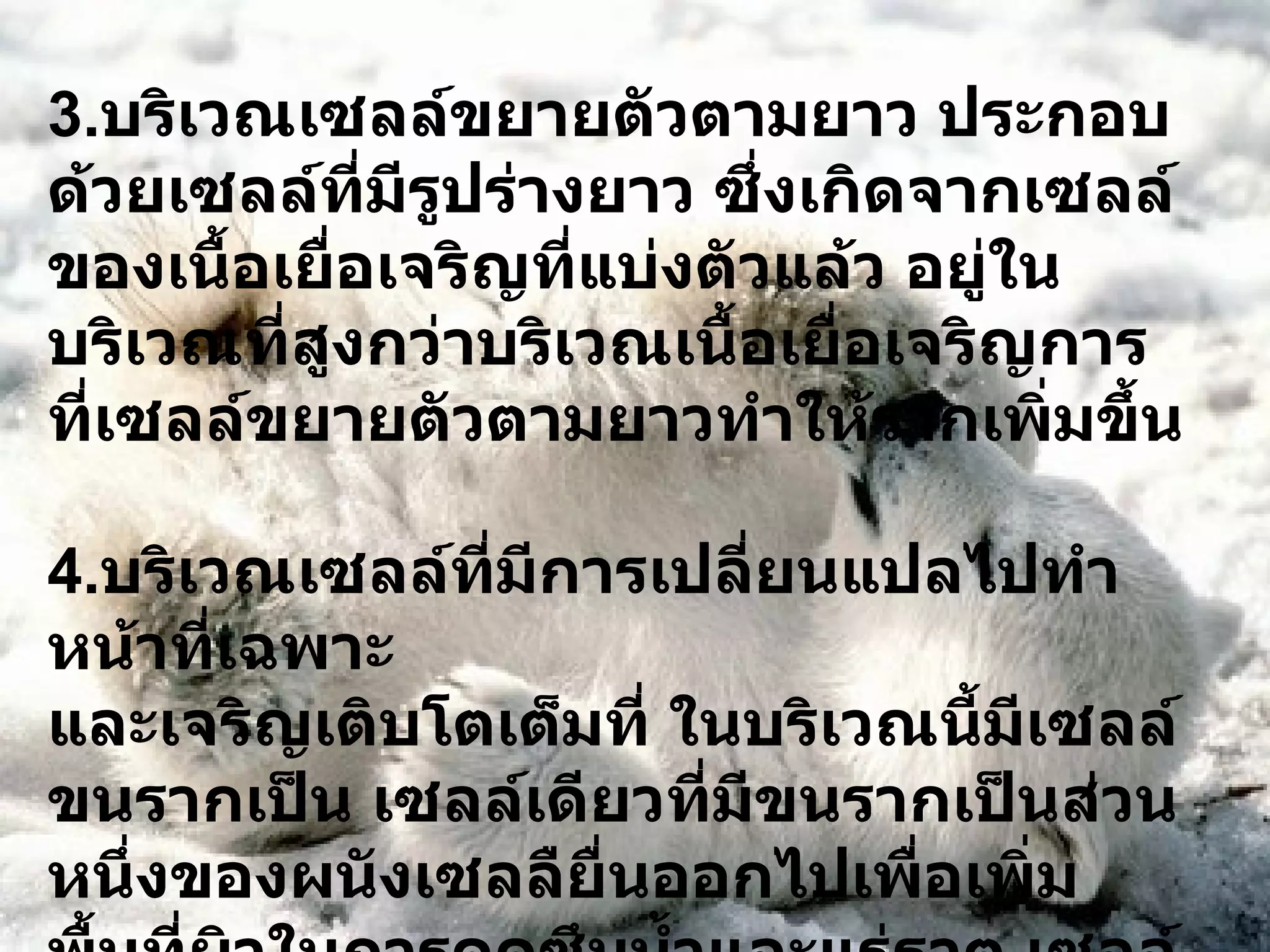 3. บริเวณเซลล์ขยายตัวตามยาว ประกอบด้วยเซลล์ที่มีรูปร่างยาว ซึ่งเกิดจากเซลล์ของเนื้อเยื่อเจริญที่แบ่งตัวแล้ว อยู่ในบริเวณที่สูงกว่าบริเวณเนื้อเยื่อเจริญการที่เซลล์ขยายตัวตามยาวทำให้รากเพิ่มขึ้น 4. บริเวณเซลล์ที่มีการเปลี่ยนแปลไปทำหน้าที่เฉพาะ และเจริญเติบโตเต็มที่ ในบริเวณนี้มีเซลล์ขนรากเป็น เซลล์เดียวที่มีขนรากเป็นส่วนหนึ่งของผนังเซลลืยื่นออกไปเพื่อเพิ่มพื้นที่ผิวในการดูดซึมน้ำและแร่ธาตุ เซลล์ขนรากเกิดการเปลี่ยนแปลงของเซลล์ เอพิเดอร์มิสบางเซลล์ เซลล์ขนรากเกิดจะมีอยู่เฉพาะบริเวณนี้เท่านั้นเซลล์ขนรากมีอายุประมาณไม่เกิน  7-8 วัน และเหี่ยวแห้งตายไป 