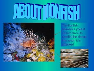 ABOUT LIONFISH The lionfish delivers a potent venom from its needle-like dorsal fins when it is attacked  