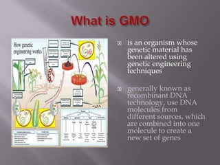 Whatis GMOis an organism whose genetic material has been altered using genetic engineering techniquesgenerally known as recombinant DNA technology, use DNA molecules from different sources, which are combined into one molecule to create a new set of genes