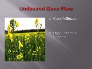 Undesired Gene FlowCross PollinationOrganic Farmer Concern