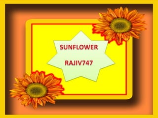 SUNFLOWER RAJIV747 