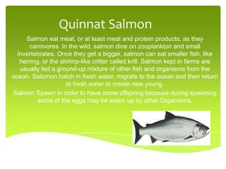 Quinnat Salmon Salmon eat meat, or at least meat and protein products, as they carnivores. In the wild, salmon dine on zooplankton and small invertebrates. Once they get a bigger, salmon can eat smaller fish, like herring, or the shrimp-like critter called krill. Salmon kept in farms are usually fed a ground-up mixture of other fish and organisms from the ocean. Salomon hatch in fresh water, migrate to the ocean and then return to fresh water to create new young.  Salmon Spawn in order to have some offspring because during spawning some of the eggs may be eaten up by other Organisms. 