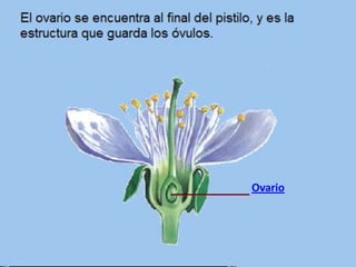 Ovario
 