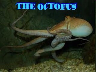 the octopus 