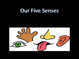 Our Five Senses 