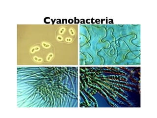 Cyanobacteria 