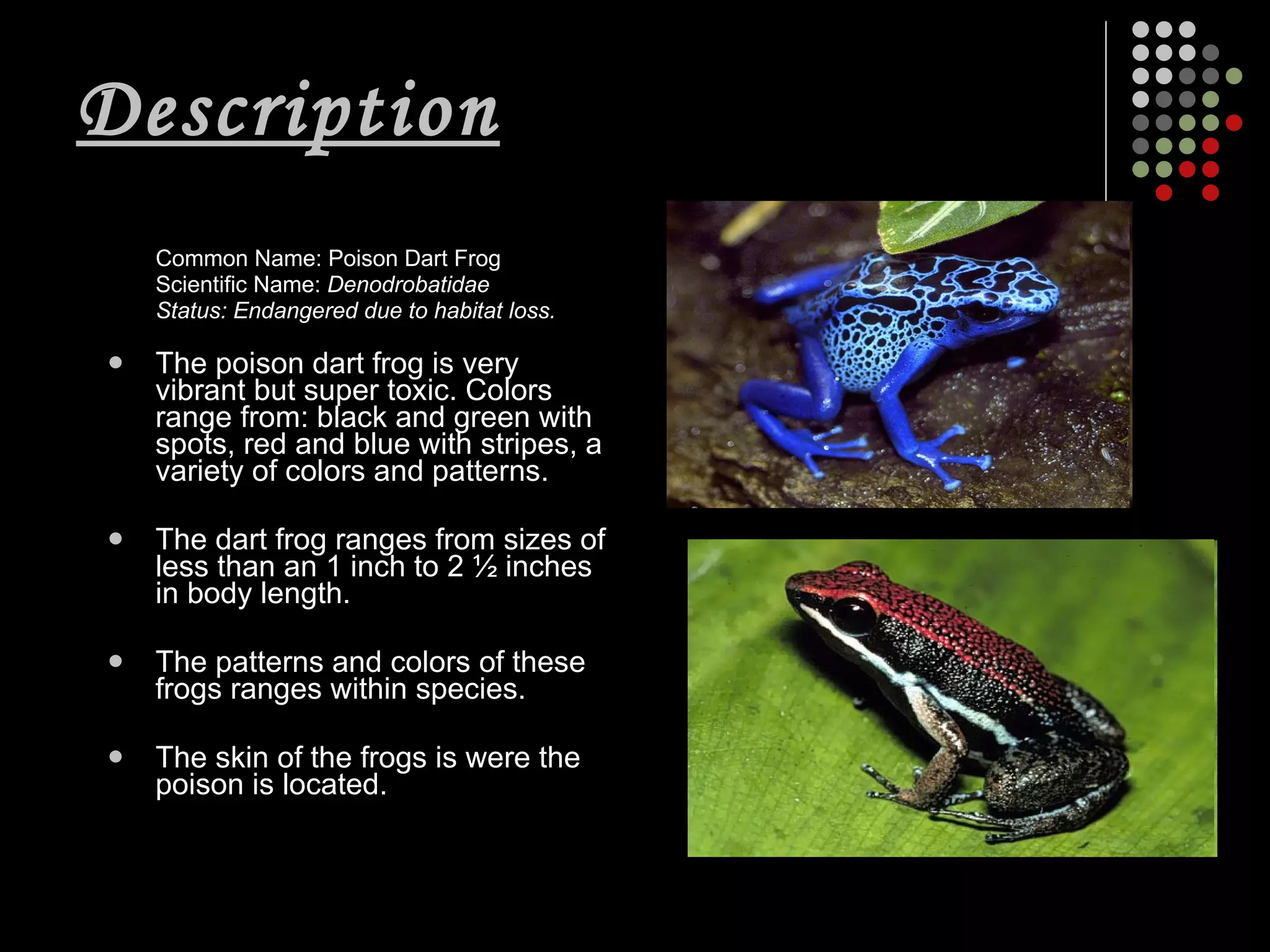 View of Adriana Per.1 Poison Dart Frog | PPT