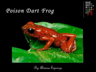Poison Dart Frog By: Adriana Espinoza   