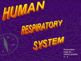 HUMAN RESPIRATORY SYSTEM Presentation Made By:-    KARAN SAXENA           X - A 