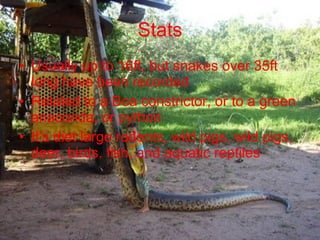 Stats Usually up to 16ft, but snakes over 35ft long have been recorded Related to a Boa constrictor, or to a green anaconda, or python It’s diet large rodents, wild pigs, wild pigs, deer, birds, fish, and aquatic reptiles 
