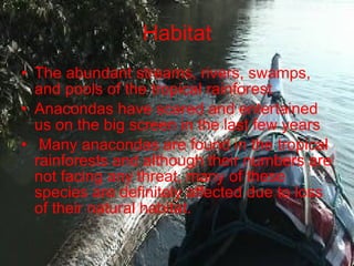 Habitat The abundant streams, rivers, swamps, and pools of the tropical rainforest Anacondas have scared and entertained us on the big screen in the last few years Many anacondas are found in the tropical rainforests and although their numbers are not facing any threat, many of these species are definitely affected due to loss of their natural habitat.  