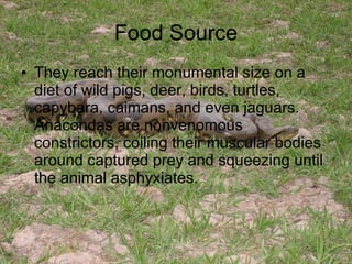Food Source They reach their monumental size on a diet of wild pigs, deer, birds, turtles, capybara, caimans, and even jaguars. Anacondas are nonvenomous constrictors, coiling their muscular bodies around captured prey and squeezing until the animal asphyxiates.  