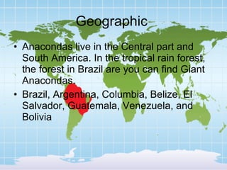Geographic  Anacondas live in the Central part and South America. In the tropical rain forest, the forest in Brazil are you can find Giant Anacondas. Brazil, Argentina, Columbia, Belize, El Salvador, Guatemala, Venezuela, and Bolivia 