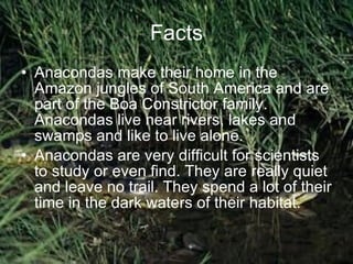Facts Anacondas make their home in the Amazon jungles of South America and are part of the Boa Constrictor family. Anacondas live near rivers, lakes and swamps and like to live alone.  Anacondas are very difficult for scientists to study or even find. They are really quiet and leave no trail. They spend a lot of their time in the dark waters of their habitat.  