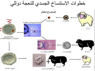 خطوات الاستنساخ الجسدي للنعجة دوللي 