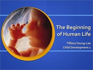 The Beginning of Human Life Tiffany Young-Lee Child Development 1 