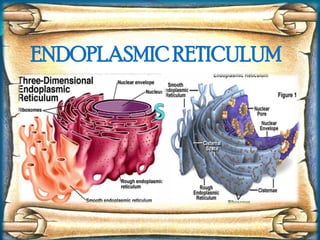 S ENDOPLASMIC RETICULUM 